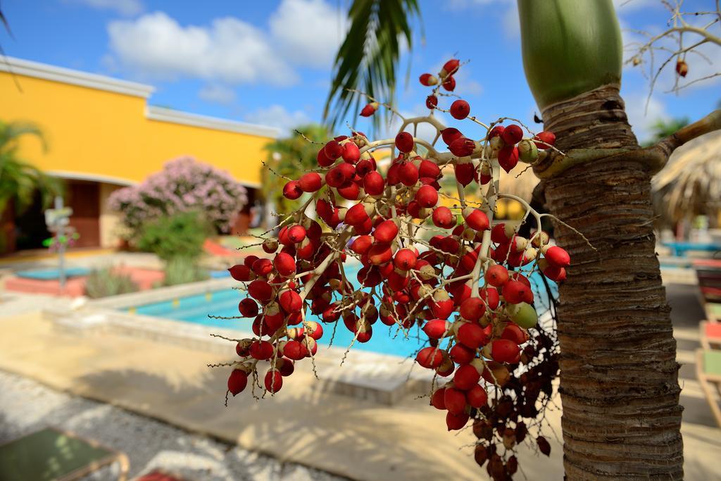 Djambo (Adults Only) Apartment Kralendijk  Ngoại thất bức ảnh